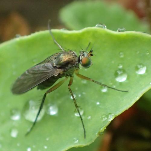 Dolichopus sp.